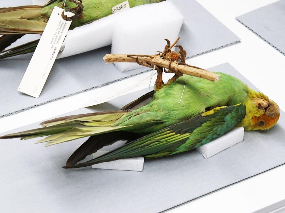 A green mounted Carolina parakeet specimen.