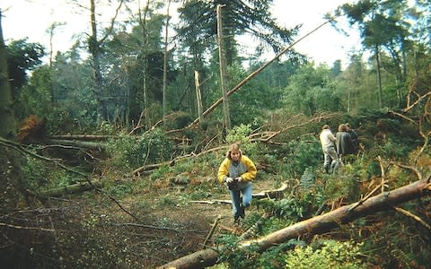 The Great Storm felled 15 million trees across England - Credit: National Trust