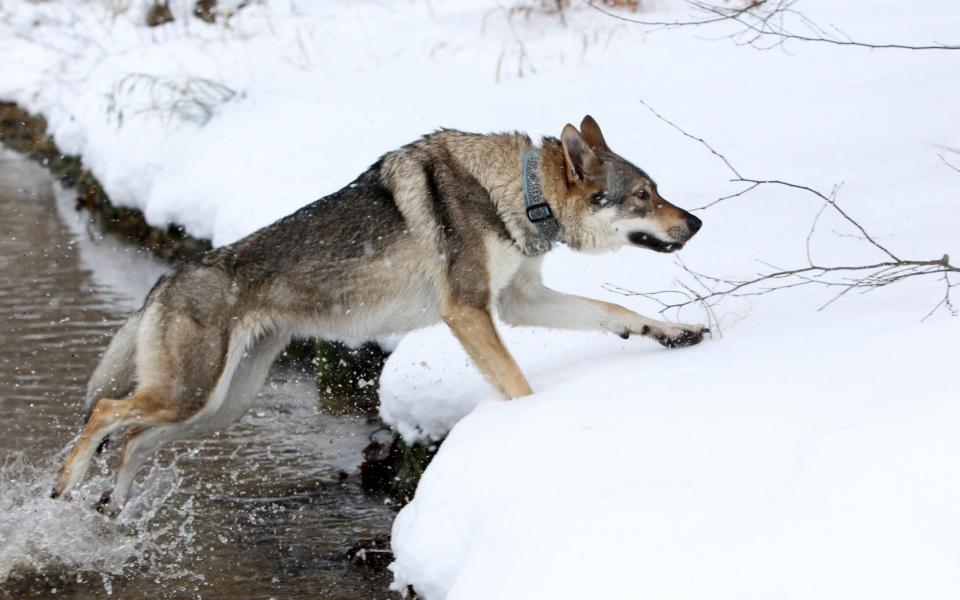 The Czechoslovakian wolfdog has become popular in Italy - Alamy