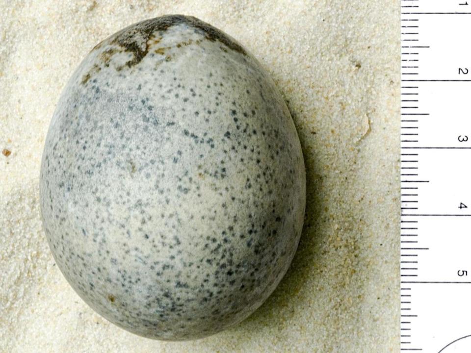 Archaeologists unearth four 1,700-year-old Roman chickens' eggs, including one complete egg, while excavating a site in Aylesbury, Buckinghamshire: Oxford Archaeology/SWNS