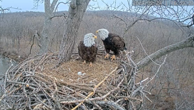 Bald Eagle – Sorrel Sky Gallery