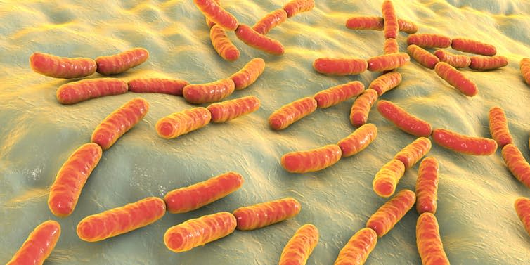 <span class="caption">An artist’s impression of lactic acid bacteria in the gut.</span> <span class="attribution"><a class="link " href="https://www.shutterstock.com/download/confirm/1104385652?src=H308wgbrl6ERz7KJ-Osa8Q-1-25&studio=1&size=medium_jpg" rel="nofollow noopener" target="_blank" data-ylk="slk:Kateryna Kon/Shutterstock;elm:context_link;itc:0;sec:content-canvas">Kateryna Kon/Shutterstock</a></span>