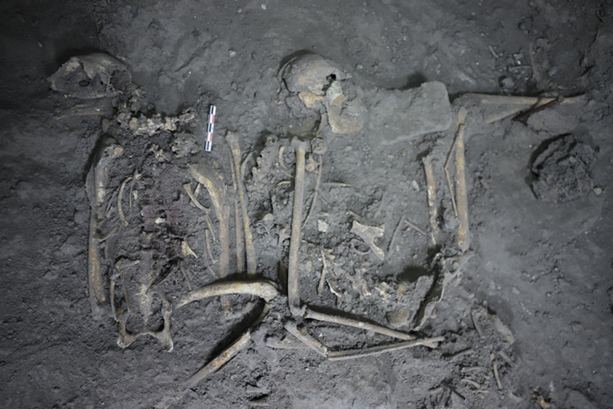 Complete skeletal remains of a 1,700 year-old female spider monkey found in Teotihuacán, Mexico (Nawa Sugiyama, UC Riverside)
