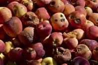 Rotten apples are seen in remaining floodwaters due to heavy monsoon rains, at an orchard in Hanna Urak near Quetta, Pakistan, Saturday, Sept. 17, 2022. Nearly three months after causing widespread destruction in Pakistan's crop-growing areas, flood waters are receding in the country, enabling some survivors to return home. The unprecedented deluges have wiped out the only income source for millions, with officials and experts saying the floods damaged 70% of the country's crops. (AP Photo/Arshad Butt)