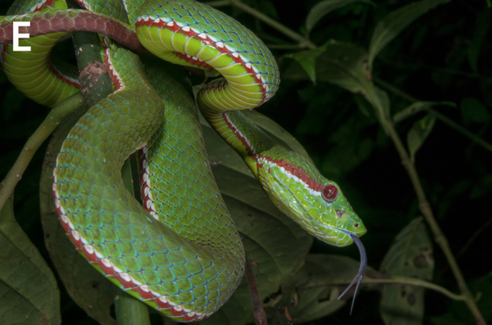 A small, fleshy organ in between the snake’s eye and nostril allows it to sense heat and hunt more successfully.