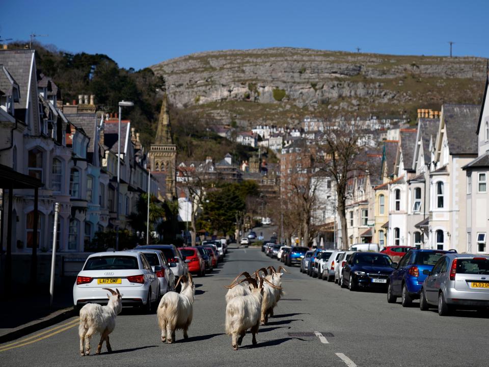 welsh town goats coronavirus lockdown