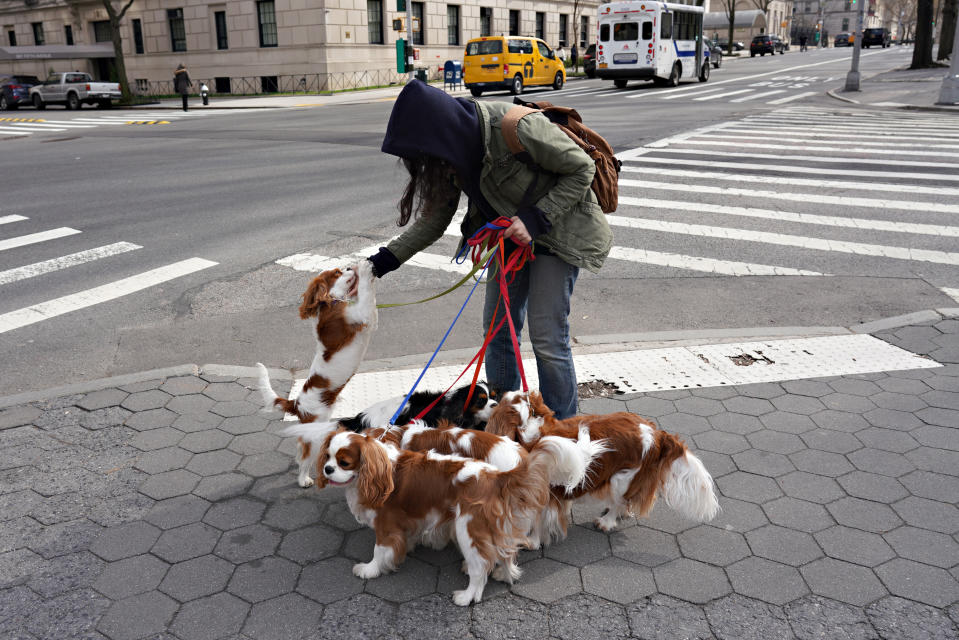 NEW YORK, NEW YORK - MARCH 18: A dog walker and a pack of Cavalier King Charles Spaniels are seen in Central Park as the coronavirus continues to spread across the United States on March 18, 2020 in New York City. The World Health Organization declared coronavirus (COVID-19) a global pandemic on March 11th. (Photo by Cindy Ord/Getty Images)