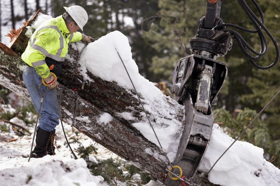 In this Feb. 22, 2017, photo, Rob Deter removes cables from trees hauled up a steep slope where a crew is thinning a 100-acre patch on private land owned by the Nature Conservancy overlooking Cle Elum Lake, in Cle Elum, Wash. As part of a broader plan by the nonprofit environmental group to restore the pine forests of the Central Cascades so they are more resilient to wildfires and climate change, they're cutting down trees to save the forest. (AP Photo/Elaine Thompson)