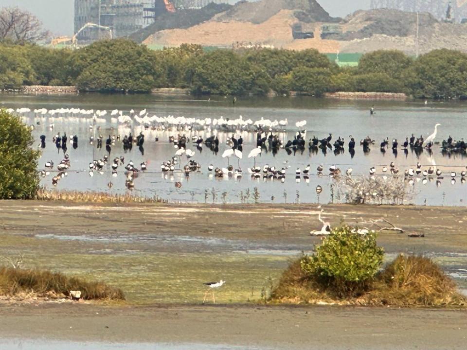 永安溼地鳥況豐富，近在咫尺。（記者楊淑芬攝）