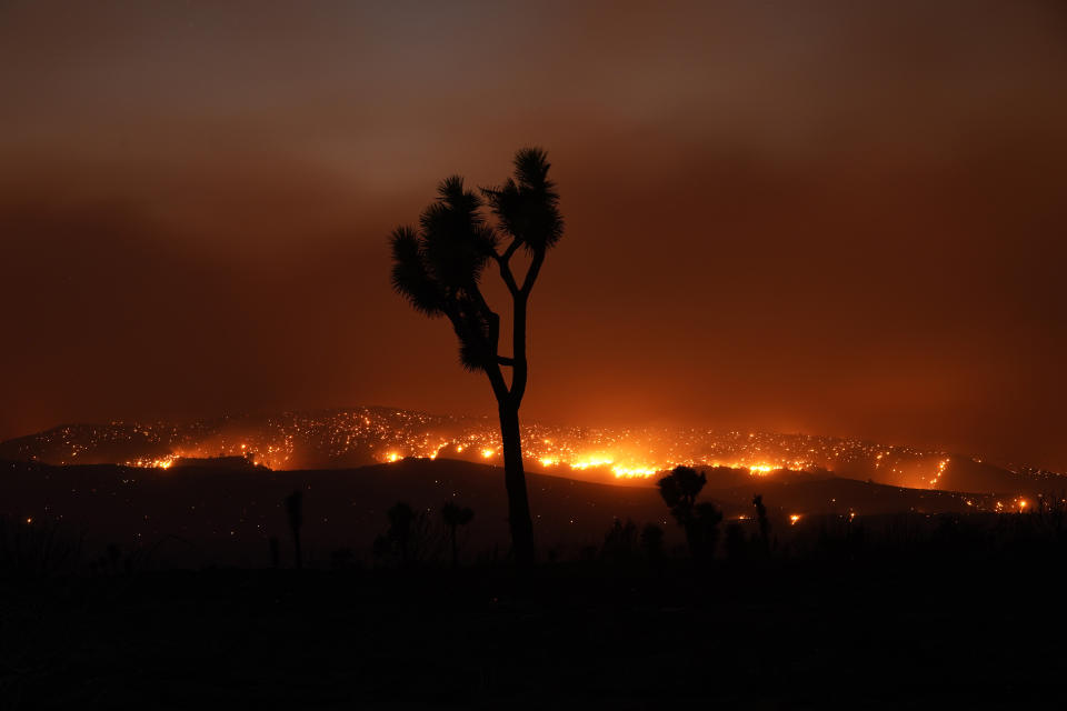 The Bobcat Fire burns in the distance beyond a Joshua tree Saturday, Sept. 19, 2020, in Juniper Hills, Calif. (AP Photo/Marcio Jose Sanchez)