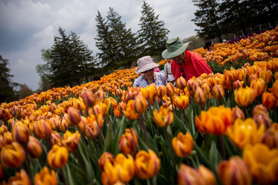 Guests explore the Tulip Immersion Garden on Wednesday, May 11, 2022, in Holland.