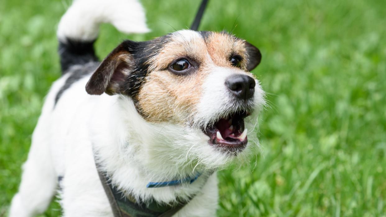  Jack Russell Terrier barking while on leash. 