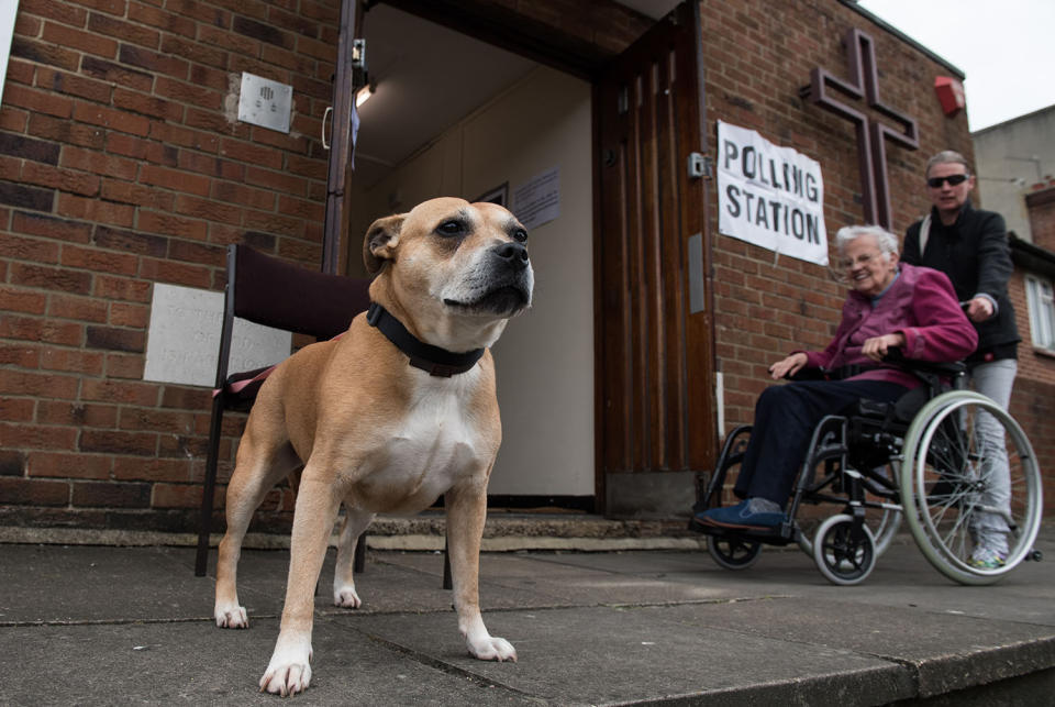 Polling station pooches