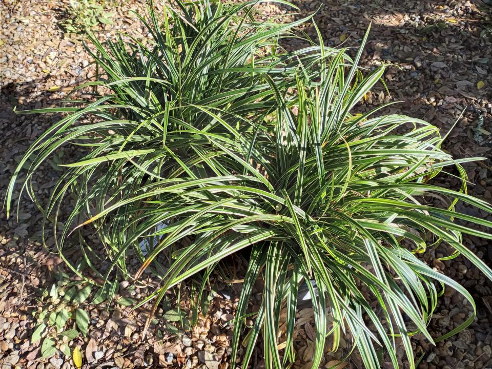 Ice Dance Carex has a showy variegated form.