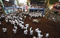 Villagers chase a bull during a bull-taming festival on the outskirts of Madurai town, about 500 km (310 miles) from the southern Indian city of Chennai January 16, 2014. The annual festival is part of south India's harvest festival of Pongal. REUTERS/Babu (INDIA - Tags: RELIGION ANNIVERSARY ANIMALS)