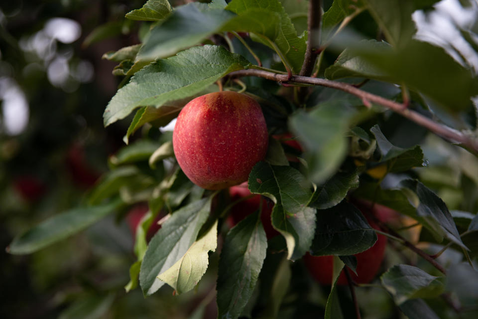 Gala apples on a tree at an orchard in Britton, Michigan, U.S., on Monday, Sept. 13, 2021. / Credit: Emily Elconin/Blooomberg