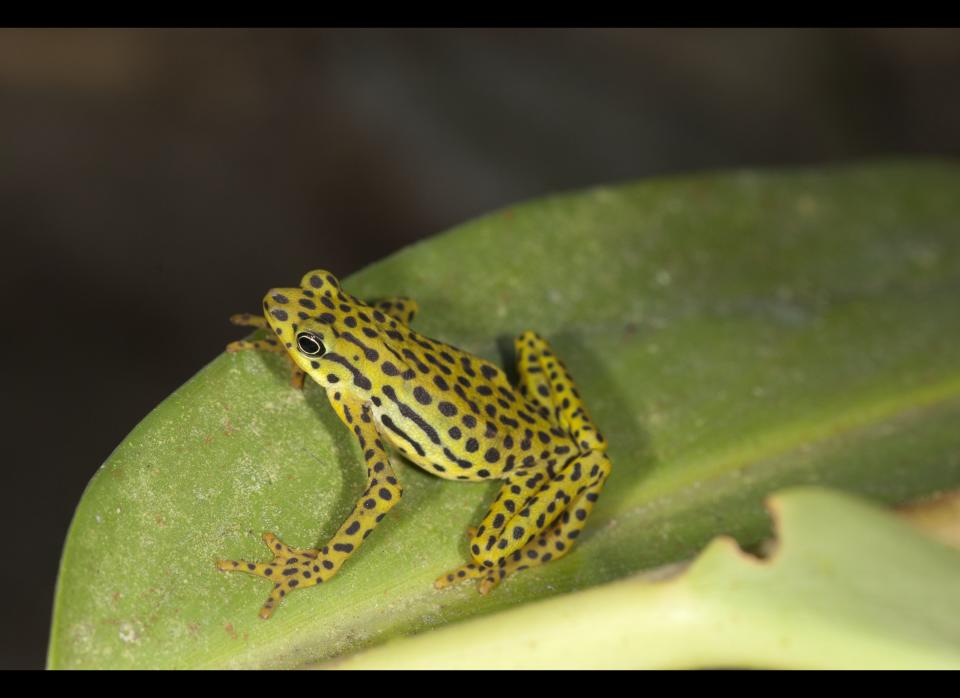 <strong>Scientific Name:</strong> <em>Atelopus balios</em>  <strong>Common Name: </strong>Rio Pescado Stubfoot Toad  <strong>Category:</strong> Toad  <strong>Population: </strong>Unknown (declining)  <strong>Threats To Survival:</strong> Chytridiomycosis and habitat destruction due to logging and agricultural expansion