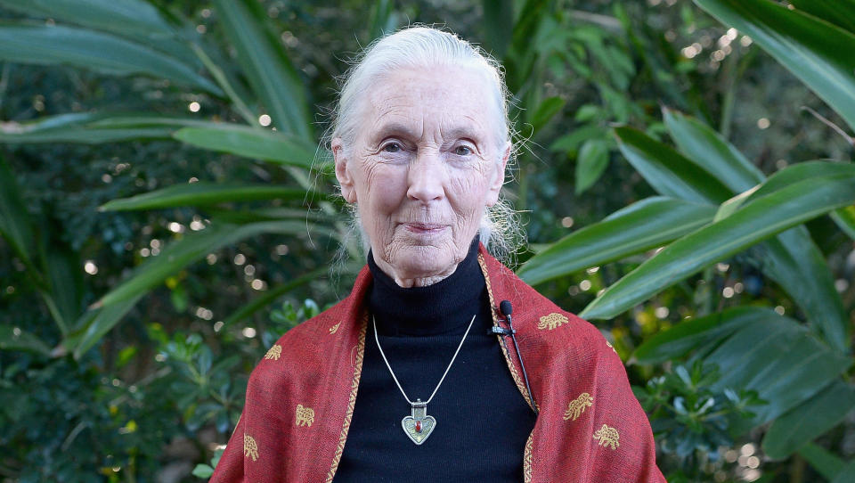 Dr. Jane Goodall at a reception in honor of Disney Conservation Funds 20th anniversary on April 18, 2016 in Orlando, Florida. / Credit: Gustavo Caballero / Getty Images