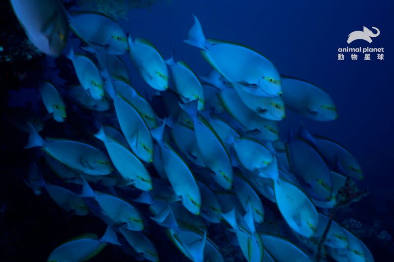 海底生物各有不同求生方式，魚兒會成群結隊一起行動抵抗獵食者。（動物星球提供）