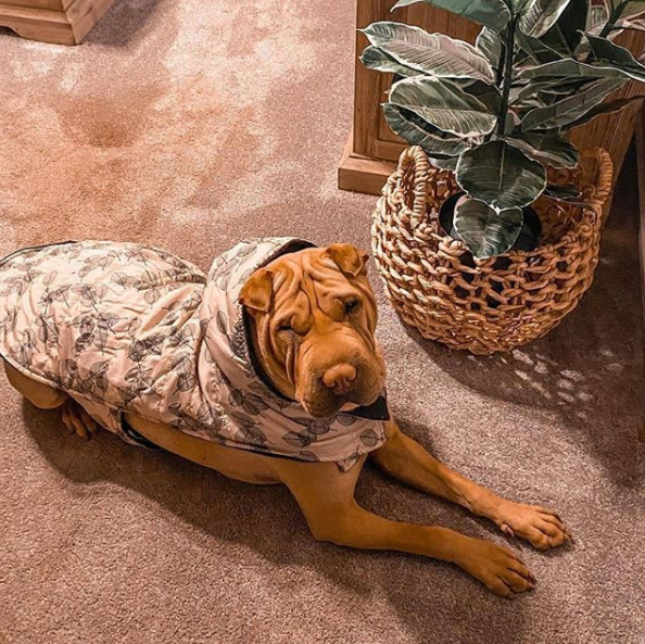 A four-legged fan sporting a coat from The Reject Shop. Photo: Instagram/@mila.and.koda.