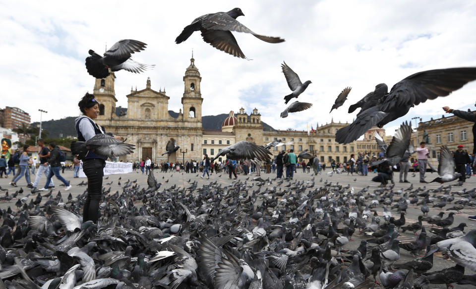Pigeons fill Bolivar Square in Bogota, Colombia, Tuesday, Oct. 2, 2018. Bogota's government is trying to fight pigeon overpopulation through educational campaigns that urge people not to feed them. (AP Photo/Fernando Vergara)