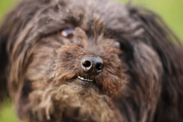 <p>Getty Images/Nature and food photography. Body parts.</p> Small and fluffy Russian Tsvetnaya Bolonkas are similar to Bichon Frise's.