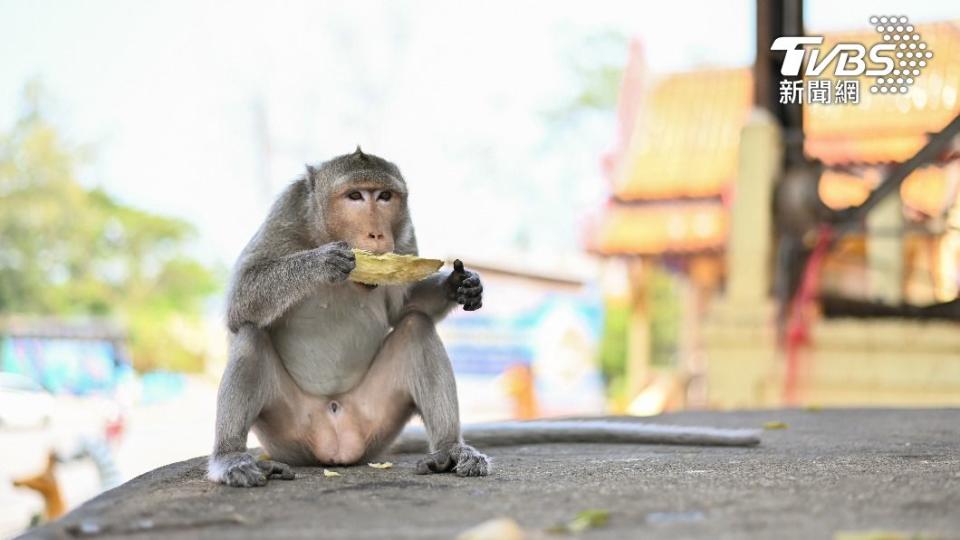 猴群因缺少食物而變得較兇殘。（示意圖／shutterstock達志影像）