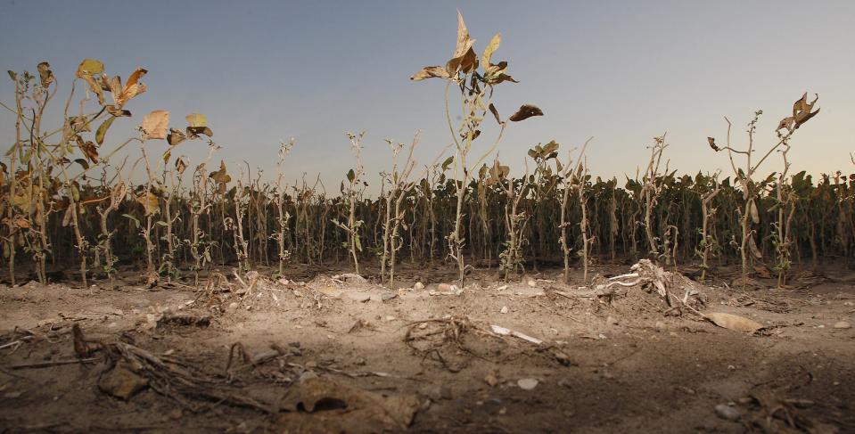 A panorama of soybean plants suffering from drought and heat stress taken by Purdue's Ag Communications staff. In 2012, the state of Indiana experienced a severe drought that broke records for the longest dry spell since 1908.