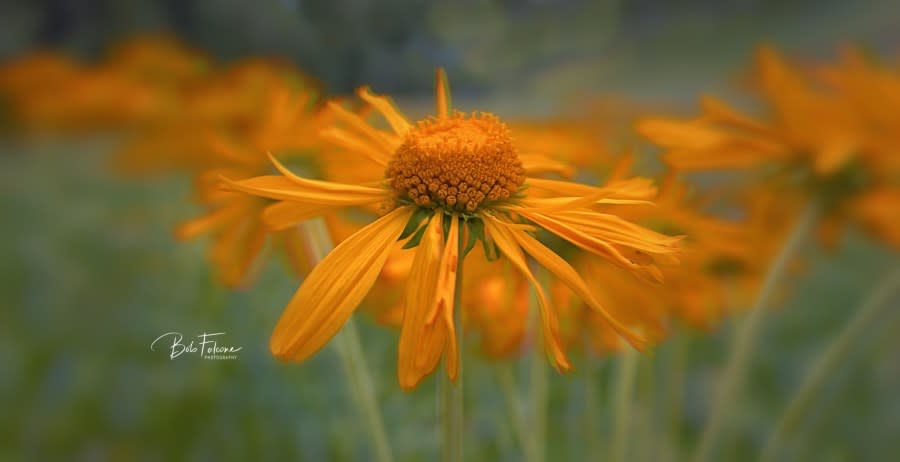 Yellow flowers. Courtesy: Bob Falcone