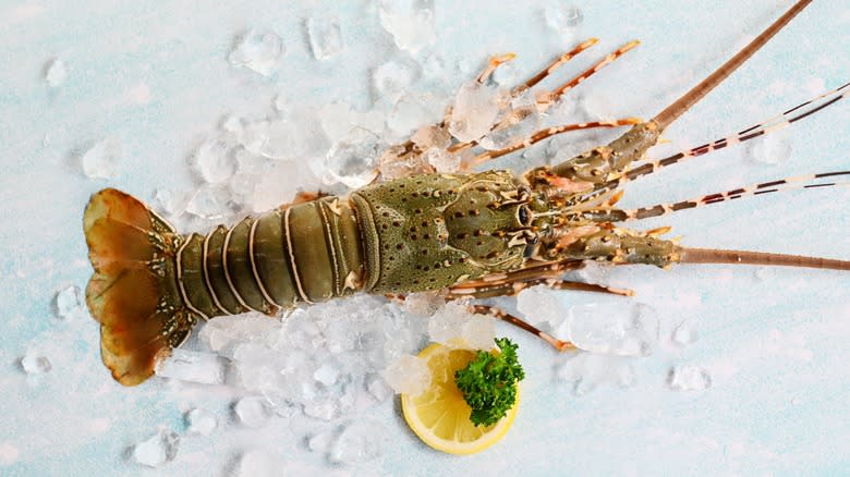 whole spiny lobster with lemon