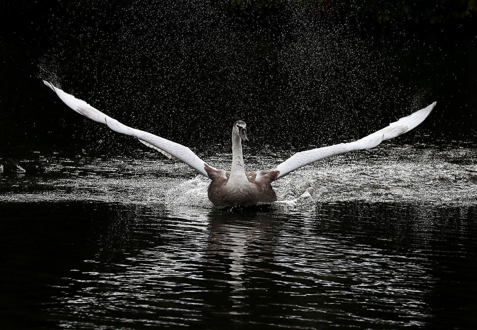 Swan in Callendar Park