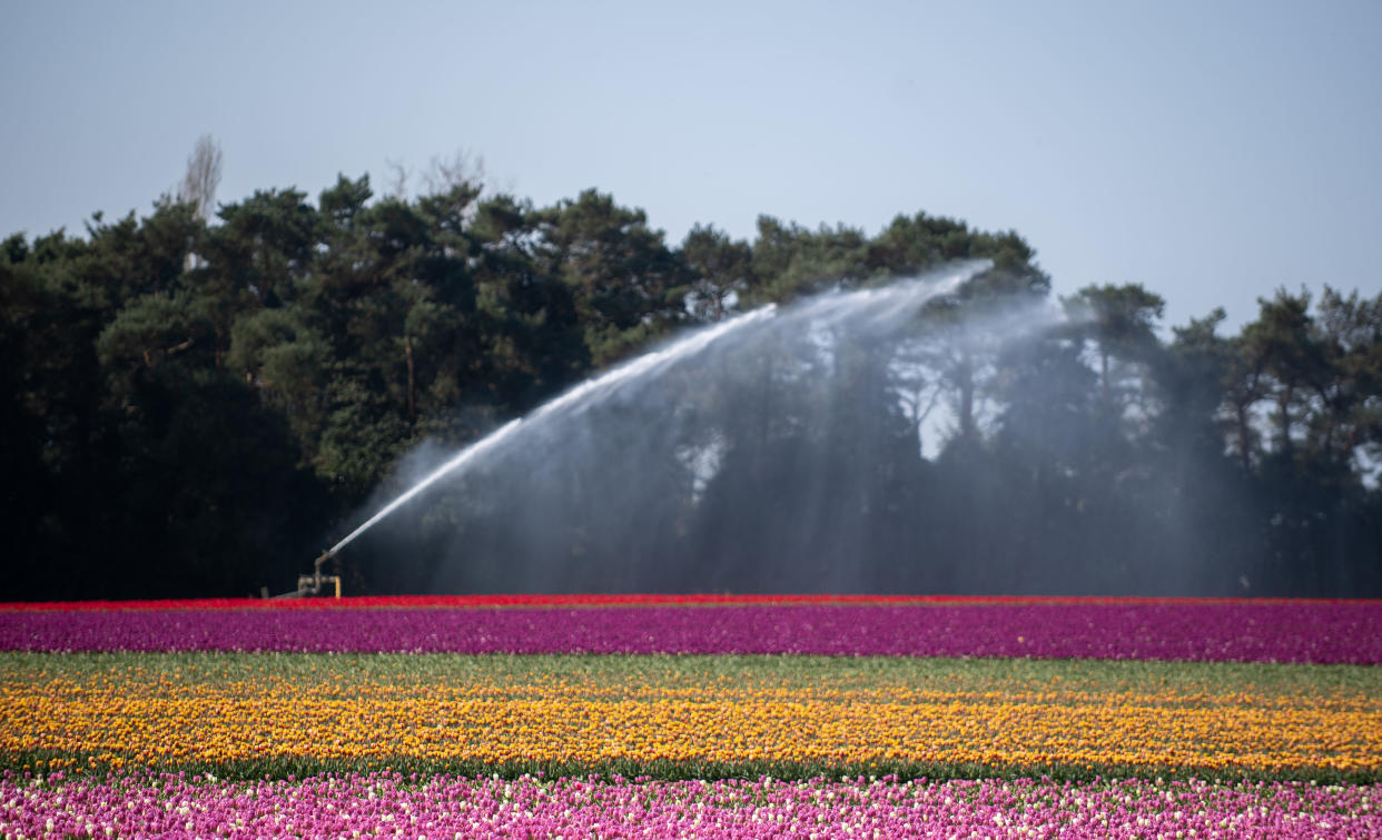 The field is to open for socially distanced visits to raise funds for charity The Norfolk Hospice, Tapping House. (Joe Giddens/ PA)