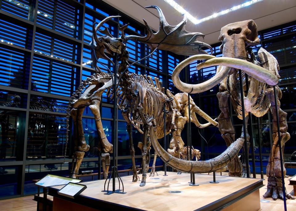 This mammoth skeleton was discovered during the 1920s on what is now Crane Creek Reserve Golf Course in Melbourne. It is displayed at the Beneski Museum of Natural History at Amherst College in Massachusetts.