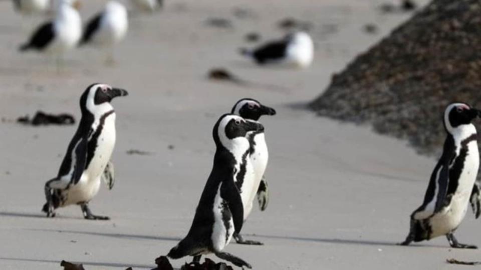 Honey Bees killed penguins