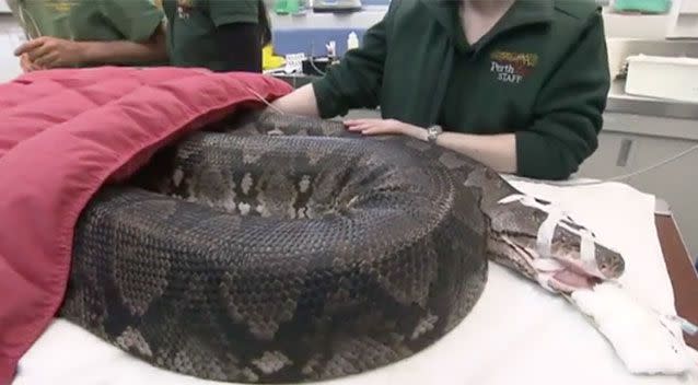 Cuddles the python underwent surgery. Source: 7News