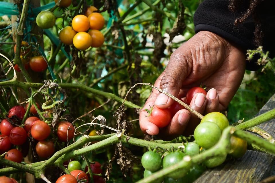 How to start a vegetable garden with limited space