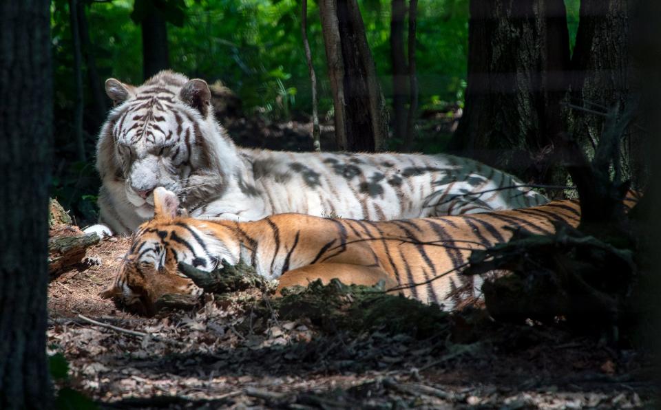 A white tiger doses off in a sun spot with its enclosure mate inside their large woodsy enclosure at T&D's Cats of the World.