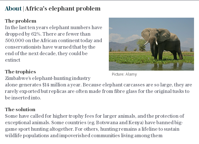 About | Africas elephant problem