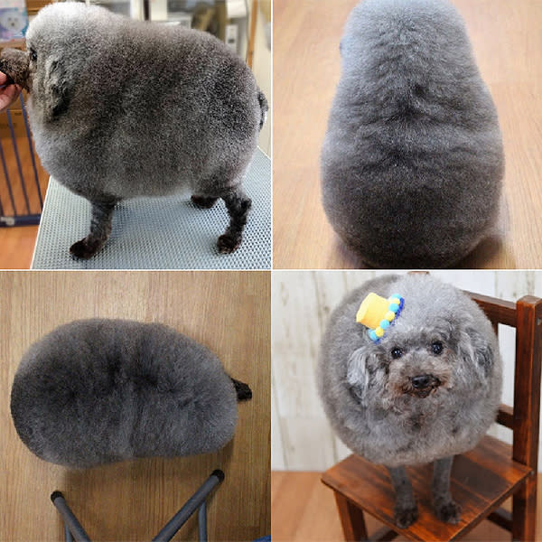 El corte de pelo de Sesame es perfecto desde todos los ángulos, aunque no en todos parece esfera. Foto: instagram / yorikokoro