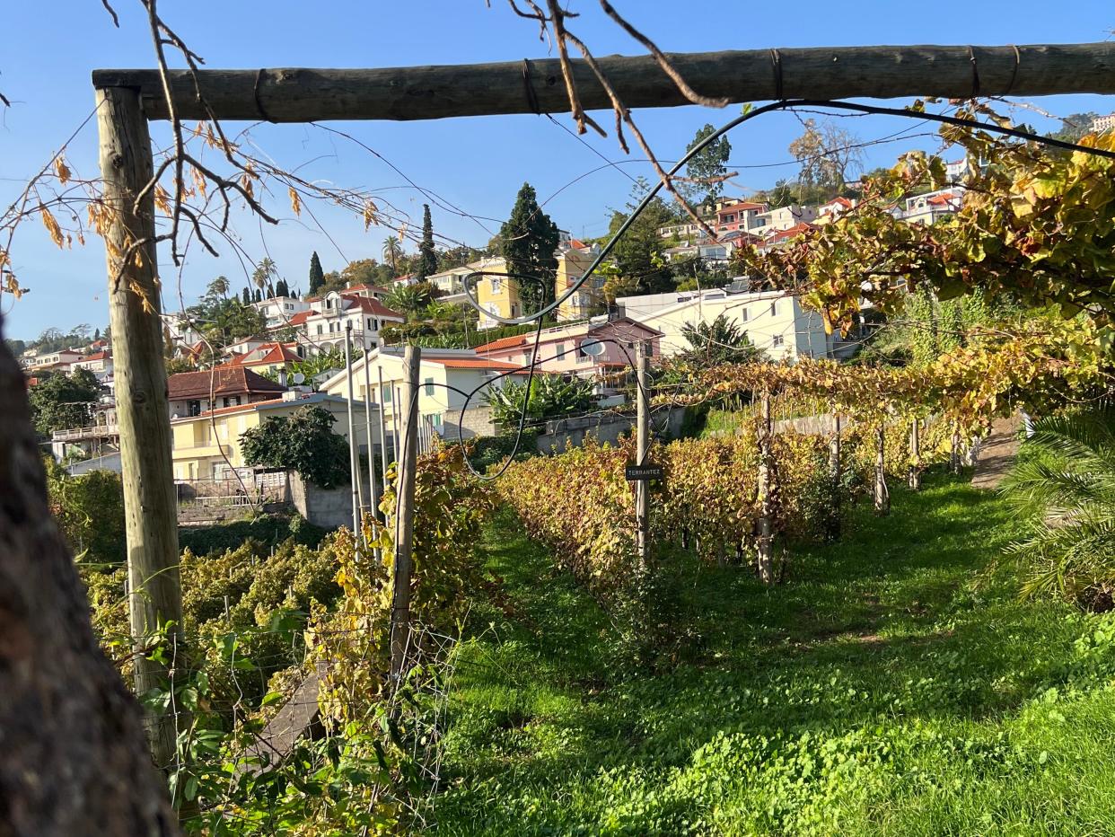 An arch and tree in front of a vineyard.