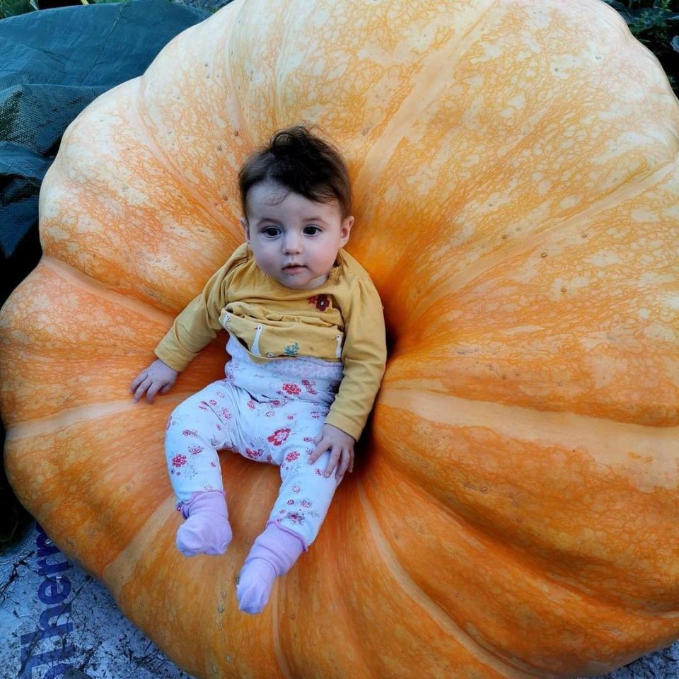 The pumpkin will form part of the autumn market scene - Instagram/bwhitesveg