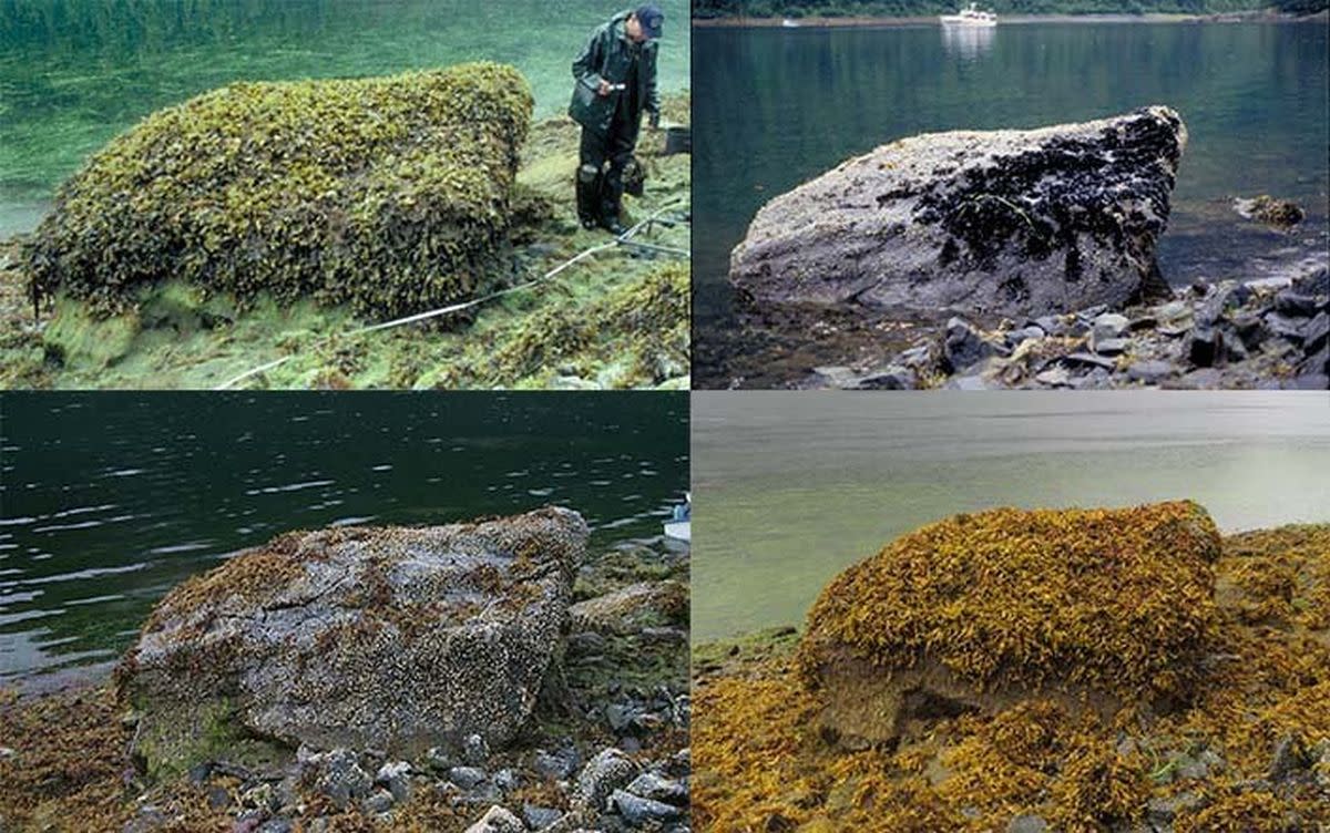 Un equipo de biólogos del NOAA lleva 33 años fotografiando la misma roca en Alaska | NOAA