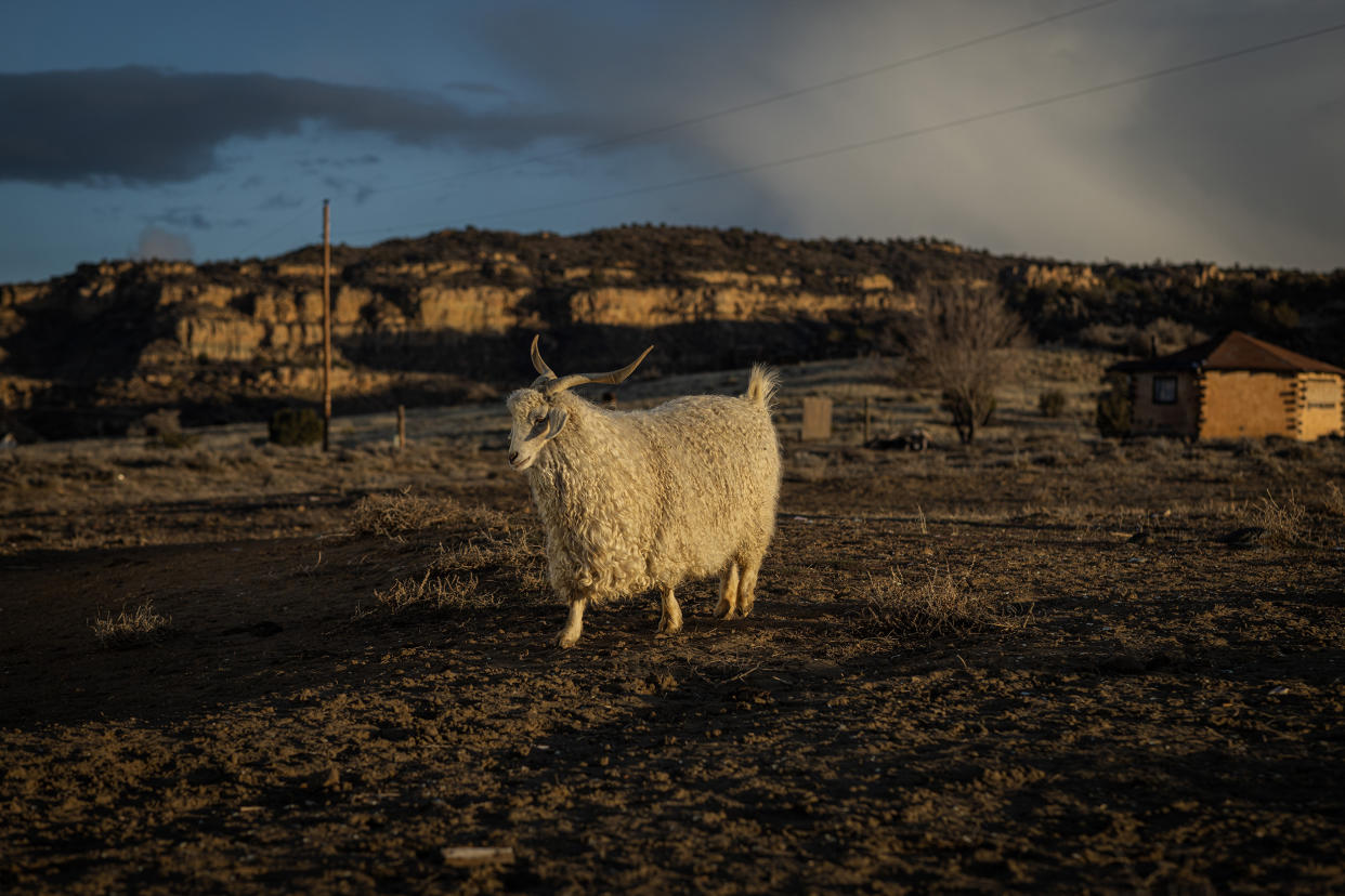 A sheep walks to the sheep corral  in Tohlakai, N.M., on March 13, 2023. (Sharon Chischilly for NBC News)
