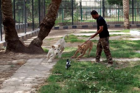 A white lion tries to reach a dead bird at Al Zawra zoo in Baghdad, Iraq June 15, 2017. REUTERS/Khalid al-Mousily