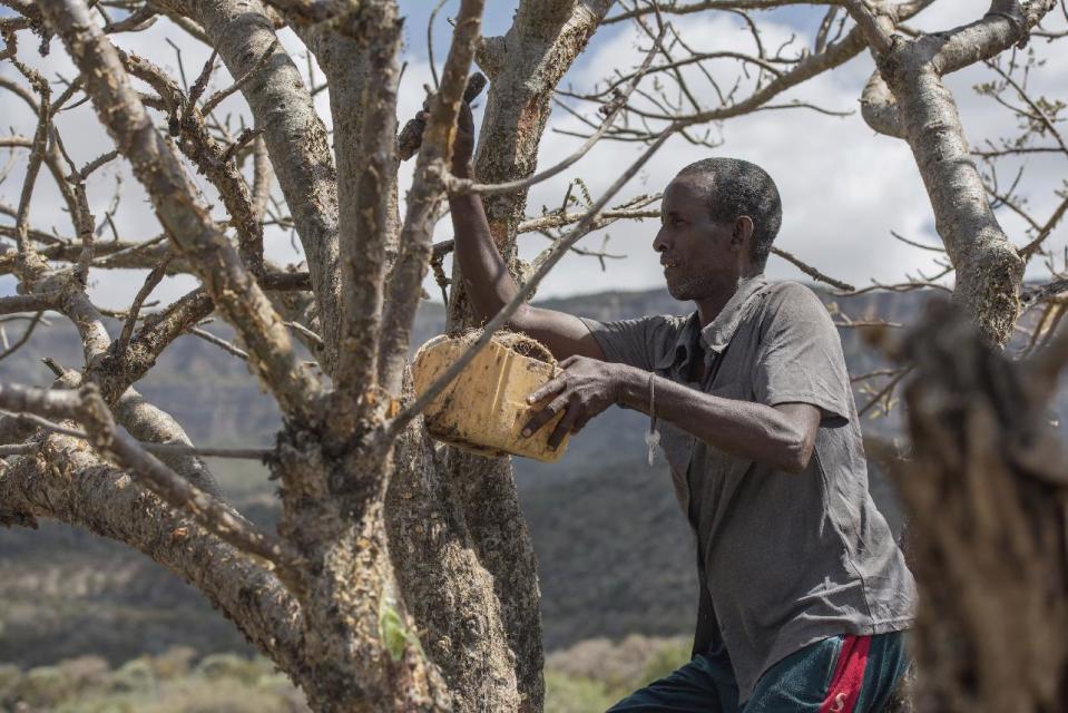 In this Thursday Aug. 4, 2016, photo, Mohamed Ahmed Ali wounds a frankincense tree near Mader Moge, Somaliland, a breakaway region of Somalia . These last wild frankincense forests on Earth are under threat as prices have shot up in recent years with the global appetite for essential oils, and overharvesting has led to the trees dying off faster than they can replenish, putting the ancient resin trade at risk. (AP Photo/Jason Patinkin)