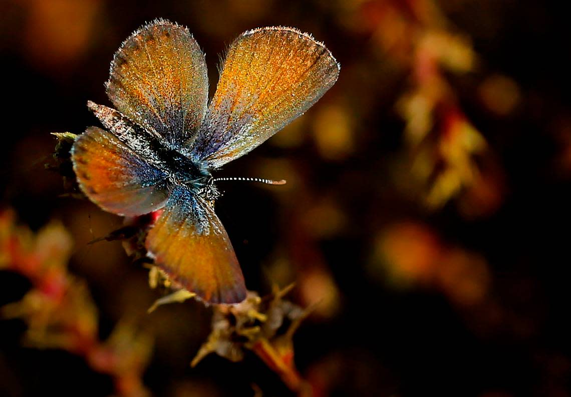 America’s smallest butterfly, the Western Pygmy Blue has turned up this autumn in the Tri-Cities area, in numbers never seen before.