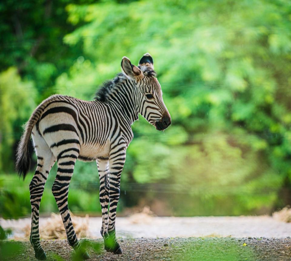 Louisville Zoo's own zebra filly