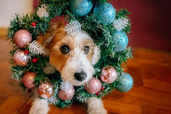 Mandatory TikTok: The Most Amazing Dog Videos of the Week 12-26-22 (Holiday Edition!)