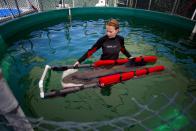 A veterinarian technician Chellan Robinson wades with a false killer whale calf after it was rescued near the shores of Tofino and brought to the Vancouver Aquarium Marine Mammal Rescue centre in Vancouver, British Columbia July 11, 2014. The rescue team is providing the whale with 24-hour care and has listed its status as hour-to-hour.