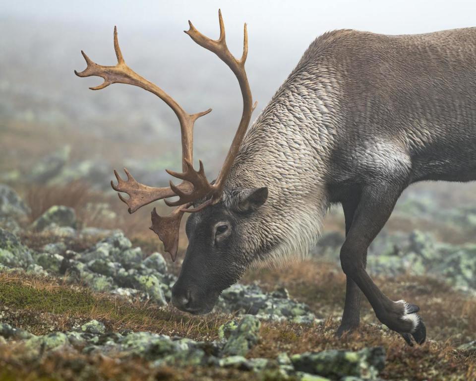 Caribou που βόσκουν ανάμεσα σε λειχήνες